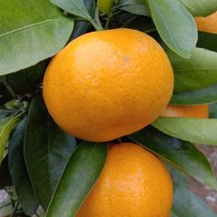 特早蜜桔上市了，欢迎看货定货