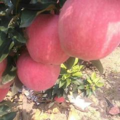 纸袋红星苹果便宜了，欢迎新老客户前来选购