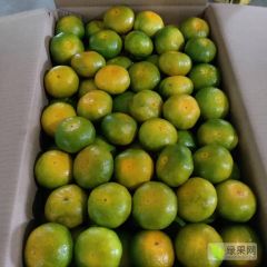 东江湖蜜橘，欢迎老板看货定货。