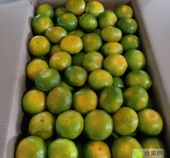 2020年湖南资兴东江湖蜜橘价格