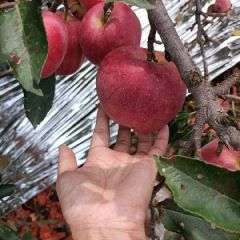 大量供应纸袋红星苹果