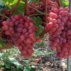 诚接全国各地果商 西昌葡萄专业代收