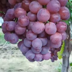 陕西渭南万亩葡萄基地红提