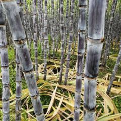 黑皮甘蔗！热销！颜色漂亮，粗长均匀，口感脆甜！