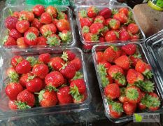 出售东北四季草莓苗，四季草莓苗报价1元