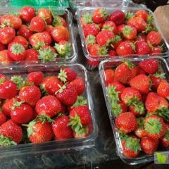 出售东北四季草莓苗，四季草莓苗报价1元