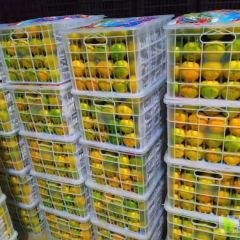 湖北当阳早熟蜜桔已大量上市,果型扁圆,光亮皮博,汁多细腻。甘甜化渣!