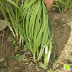 武清韭菜 出售上万斤韭菜,叶面宽大