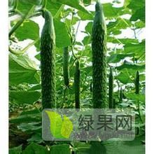 2020年山东莘县德瑞特721黄瓜价格