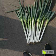 山西曲沃有三十亩铁杆大葱山西绛县种植