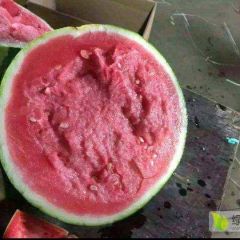 头茬美都无籽西瓜大量上市中