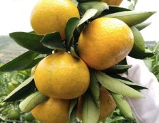 湖北柑橘产地销售批发武当蜜橘出售早熟桔子新鲜上市