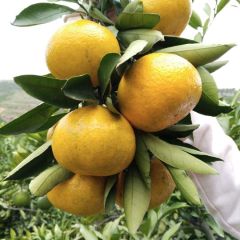 湖北柑橘产地销售批发武当蜜橘出售早熟桔子新鲜上市