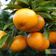 雁山本地打量的温州蜜桔已经过热预定中