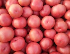 常年供应精品西红柿