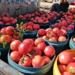 硬粉西红柿淄博大量上市中，