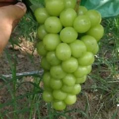 山东平邑精品阳光玫瑰葡萄基地