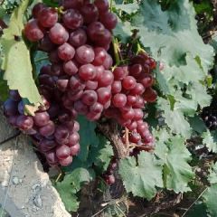 鑫鑫货栈以诚信为本，欢迎广大客户，