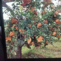 绥中县苹果代收合作社，欢迎订购