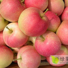 代销嘎啦襄阳竹叶山农产品交易中心光玉水果行