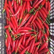新鲜美人椒大量上市