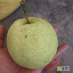 祁县地标产品:优质酥梨上市了