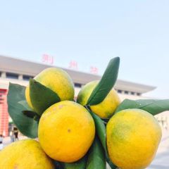 柑橘上市 55起步 量大质优