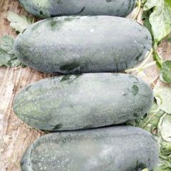 山东青州大棚黑美人西瓜上市供应