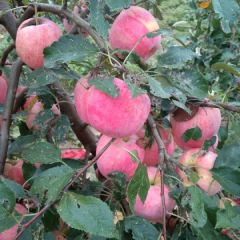 精品岳阳红代购，苹果大量上市
