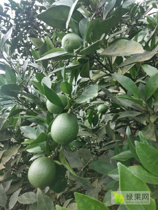 2020年湖南吉首纽荷尔脐橙价格