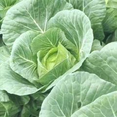 四川雅安汉源瓜果蔬菜基地