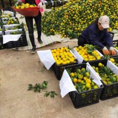 早熟桔子上市批发湖北柑橘产值供货农户一手货源代办