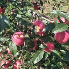 辽宁省鞍山市台安县寒富苹果专业代办