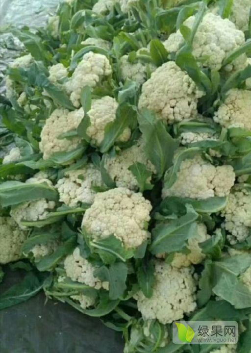 东昌府沙镇刘宪争9月 11白面青梗松花菜菜花 菜花价格行情 蔬菜商情网