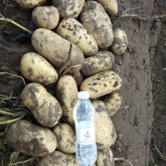 冀蒙土豆代办代收V7黄心土豆