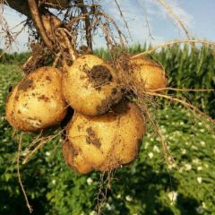 吉林扶余土豆热卖中