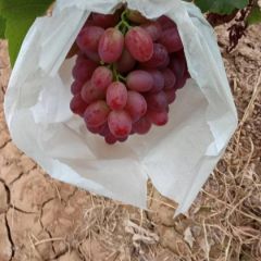 山西省克伦生基地已经开园