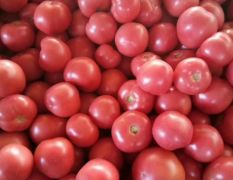 河南安阳市安阳县西红柿大量上市。