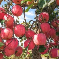 我们家自己种的苹果 需要的联系我