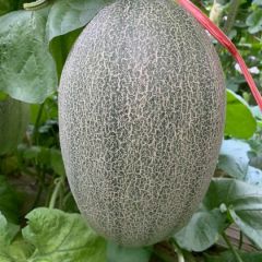 山东青州昌乐大棚西州蜜25大量上市