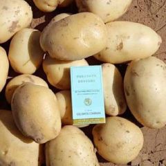 沙漠土豆，大量上市！