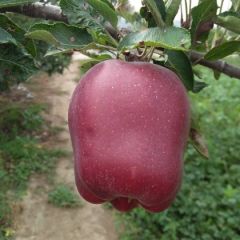 天水花牛苹果又名叫蛇果