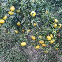 澧县蔡家坡柑橘交易市场