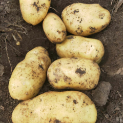 2020扶余土豆走过路过不要错过