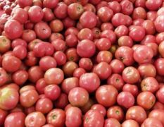 粉红西红柿大量上市