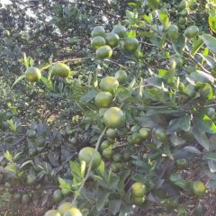 广西省崇左市江州区南丰蜜橘大量上市