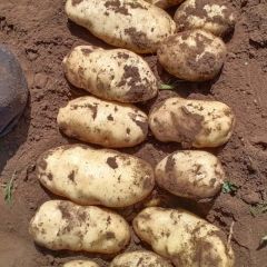 各种土豆，质优价廉，代收代办
