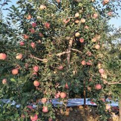 玉华早富，弘田富士，现在已经脱袋，随时可以摘，