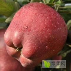 山东潍坊大量供应纸袋红星苹果