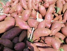 本地白瓤红薯（地瓜）上市，欢迎采购